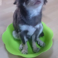 チョコピちゃん