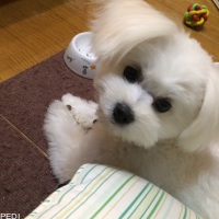 らん丸くん