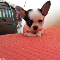 ぱんちゃん