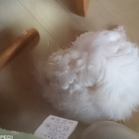 チルくん