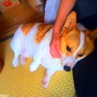 チャッピィくん
