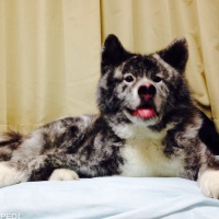 左近くん