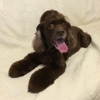 Daisyちゃん