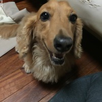 アッシュくん