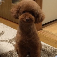 モコちゃん