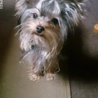 クッキーちゃん