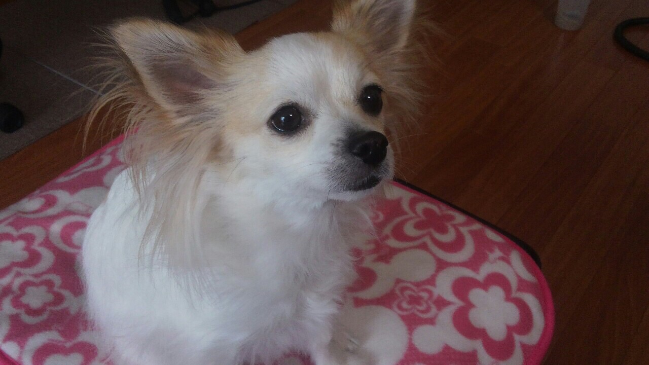 Buddyちゃん