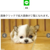 ごまちゃん