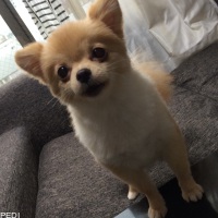 らむちゃん