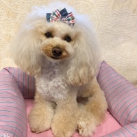 ルルちゃん