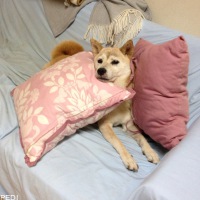 さくらちゃん