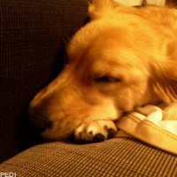 モネちゃん
