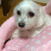 ぴちゃん