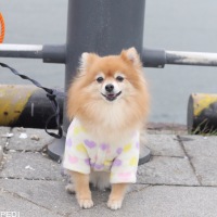 Tinkちゃん