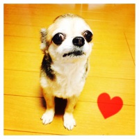 cocoちゃん