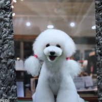 ブランちゃん