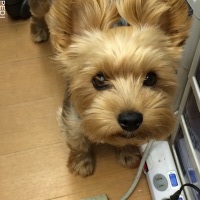 cocoaちゃん