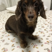 ポニョちゃん