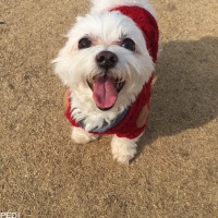 リリーくん