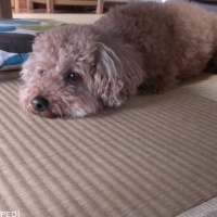 麦ちゃん