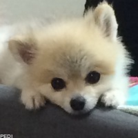 ここあくん