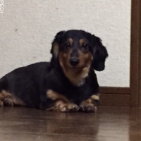 ラッキーくん