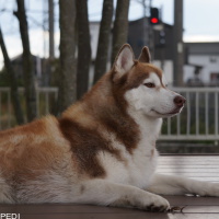 ラルクくん