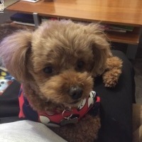 しずくちゃん