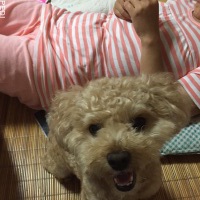 シフォンくん