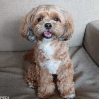 モコちゃん