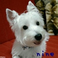 nineくん
