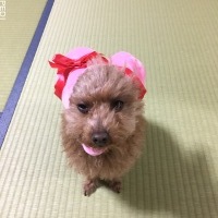 こはるちゃん
