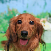 チャチャくん
