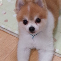 テラくん