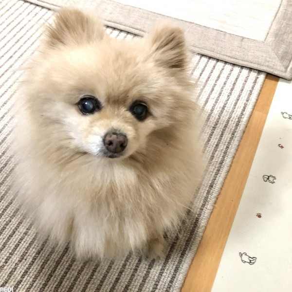 きららちゃん
