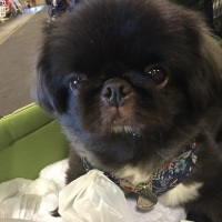 でっせくん