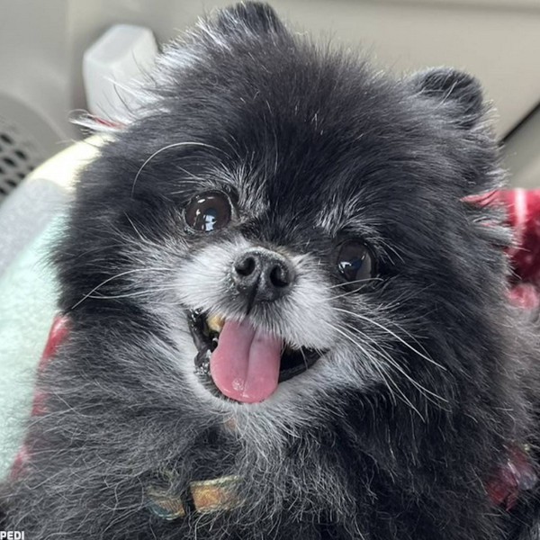 モモちゃん