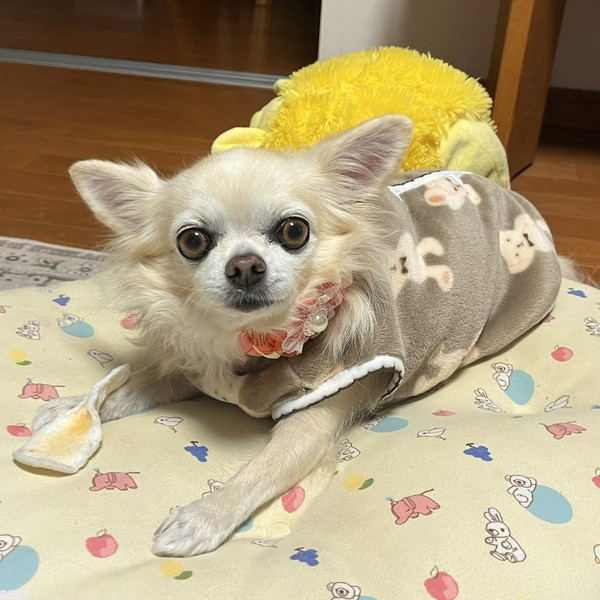 あずきちゃん