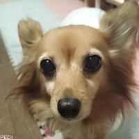 ぷりんちゃん
