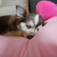 ナナちゃん