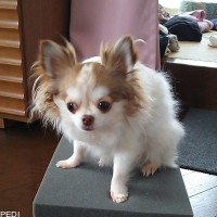 チビちゃん