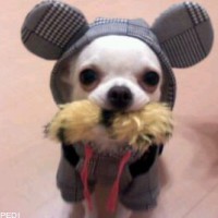 ぶぅちゃん