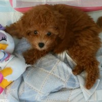 ココアちゃん