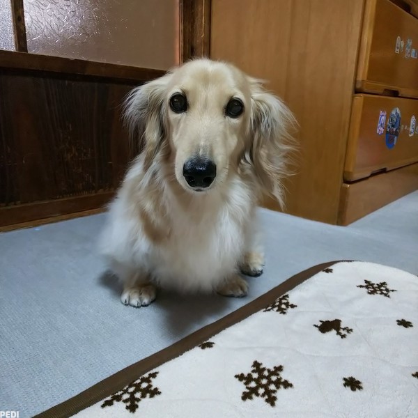 ゆずちゃん