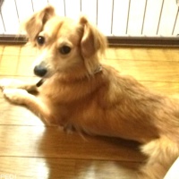 アスターちゃん