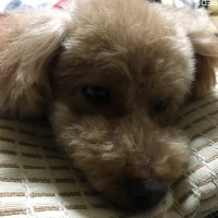 ココアちゃん