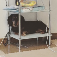 アトムくん