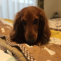 琥珀くん