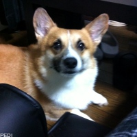 大福くん