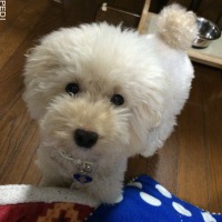 もきちくん